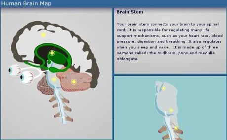 brain map at BBC