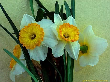 flori